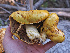  ( - FDS-CA-07018)  @11 [ ] by-nc (2024) Fresno Mycology Society Fungal Diversity Survey