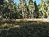  ( - FDS-CA-07005)  @11 [ ] by-nc (2024) Fresno Mycology Society Fungal Diversity Survey