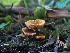 ( - FDS-CA-07005)  @11 [ ] by-nc (2024) Fresno Mycology Society Fungal Diversity Survey