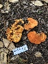  ( - FDS-CA-06790)  @11 [ ] by (2024) Justin Paulin Fungal Diversity Survey