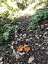  ( - FDS-CA-06790)  @11 [ ] by (2024) Justin Paulin Fungal Diversity Survey