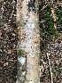  ( - FDS-CA-06792)  @11 [ ] by (2024) Justin Paulin Fungal Diversity Survey
