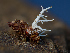  ( - FDS-CA-06788)  @11 [ ] by (2024) Justin Paulin Fungal Diversity Survey