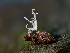  (Polycephalomyces - FDS-CA-06788)  @11 [ ] by (2024) Justin Paulin Fungal Diversity Survey