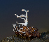  ( - FDS-CA-06788)  @11 [ ] by (2024) Justin Paulin Fungal Diversity Survey
