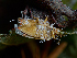  (Hirsutella - FDS-CA-06789)  @11 [ ] by (2024) Justin Paulin Fungal Diversity Survey