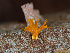  ( - FDS-CA-06792)  @11 [ ] by (2024) Justin Paulin Fungal Diversity Survey