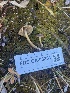  ( - FDS-CA-05861)  @11 [ ] by-nc (2024) Dean Lyons Fungal Diversity Survey