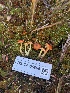  ( - FDS-CA-05866)  @11 [ ] by-nc (2024) Dean Lyons Fungal Diversity Survey