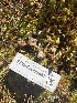  ( - FDS-CA-05867)  @11 [ ] by-nc (2024) Dean Lyons Fungal Diversity Survey