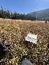  ( - FDS-CA-05867)  @11 [ ] by-nc (2024) Dean Lyons Fungal Diversity Survey