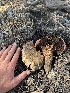  ( - FDS-CA-05818)  @11 [ ] by-nc (2024) Dean Lyons Fungal Diversity Survey