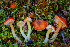  ( - FDS-CA-05866)  @11 [ ] by-nc (2024) Dean Lyons Fungal Diversity Survey