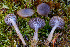  ( - FDS-CA-05867)  @11 [ ] by-nc (2024) Dean Lyons Fungal Diversity Survey