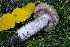  (Leccinum californicum - FDS-CA-05877)  @11 [ ] by-nc (2024) Dean Lyons Fungal Diversity Survey