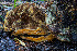  (Phaeolus sp. schweinitzii-CA01 - FDS-CA-05875)  @11 [ ] by-nc (2024) Dean Lyons Fungal Diversity Survey