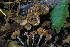  (Alnicola sp. luteolofibrillosa-CA01 - FDS-CA-05869)  @11 [ ] by-nc (2024) Dean Lyons Fungal Diversity Survey