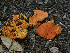  ( - FDS-CA-06790)  @11 [ ] by (2024) Justin Paulin Fungal Diversity Survey