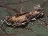  (Cordyceps bifusispora - FDS-CA-08075)  @11 [ ] by (2024) Mandy Hackney Fungal Diversity Survey