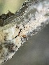  ( - FDS-CA-02458)  @11 [ ] by-nc (2024) Jaren Hockert Fungal Diversity Survey
