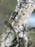  ( - FDS-CA-02458)  @11 [ ] by-nc (2024) Jaren Hockert Fungal Diversity Survey