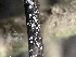  (Clonostachys - FDS-CA-02475)  @11 [ ] by-nc (2024) Jaren Hockert Fungal Diversity Survey