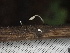  (Typhula sp. CA01 - FDS-CA-02455)  @11 [ ] by-nc (2024) Jaren Hockert Fungal Diversity Survey