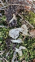  ( - FDS-CA-01112)  @11 [ ] by-nc (2024) Thea Chesney Fungal Diversity Survey