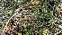  ( - FDS-CA-01112)  @11 [ ] by-nc (2024) Thea Chesney Fungal Diversity Survey