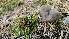  ( - FDS-CA-01114)  @11 [ ] by-nc (2024) Thea Chesney Fungal Diversity Survey