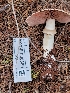  (Agaricus berryessae - HAY-F-000389)  @11 [ ] cc-by-nc (2023) Harte Singer FunDiS