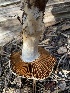  ( - FDS-CA-07512)  @11 [ ] c (2024) Marinna Grijalva Fungal Diversity Survey