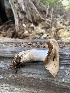  ( - FDS-CA-07512)  @11 [ ] c (2024) Marinna Grijalva Fungal Diversity Survey