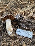  ( - FDS-CA-07512)  @11 [ ] c (2024) Marinna Grijalva Fungal Diversity Survey