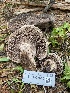  ( - FDS-CA-07510)  @11 [ ] c (2024) Marinna Grijalva Fungal Diversity Survey