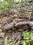  ( - FDS-CA-07510)  @11 [ ] c (2024) Marinna Grijalva Fungal Diversity Survey