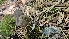  ( - FDS-CA-01114)  @11 [ ] by-nc (2024) Thea Chesney Fungal Diversity Survey