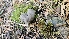  ( - FDS-CA-01114)  @11 [ ] by-nc (2024) Thea Chesney Fungal Diversity Survey
