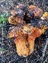  ( - FDS-CA-07590)  @11 [ ] c (2024) Marinna Grijalva Fungal Diversity Survey