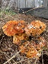  ( - FDS-CA-07590)  @11 [ ] c (2024) Marinna Grijalva Fungal Diversity Survey