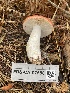  (Russula californiensis - FDS-CA-07588)  @11 [ ] c (2024) Marinna Grijalva Fungal Diversity Survey