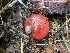  ( - FDS-CA-07588)  @11 [ ] c (2024) Marinna Grijalva Fungal Diversity Survey