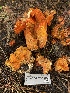  ( - FDS-CA-07590)  @11 [ ] c (2024) Marinna Grijalva Fungal Diversity Survey
