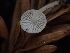  ( - FDS-CA-07602)  @11 [ ] by-nc (2024) Sadie Hickey Fungal Diversity Survey