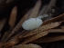  ( - FDS-CA-07602)  @11 [ ] by-nc (2024) Sadie Hickey Fungal Diversity Survey