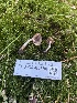  ( - FDS-CA-05880)  @11 [ ] by-nc (2024) Dean Lyons Fungal Diversity Survey
