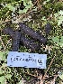  ( - FDS-CA-05822)  @11 [ ] by-nc (2024) Dean Lyons Fungal Diversity Survey