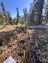  ( - FDS-CA-06909)  @11 [ ] by-nc (2024) Dean Lyons Fungal Diversity Survey