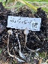  ( - FDS-CA-05817)  @11 [ ] by-nc (2024) Dean Lyons Fungal Diversity Survey