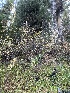  ( - FDS-CA-00868)  @11 [ ] by-nc (2024) Dean Lyons Fungal Diversity Survey